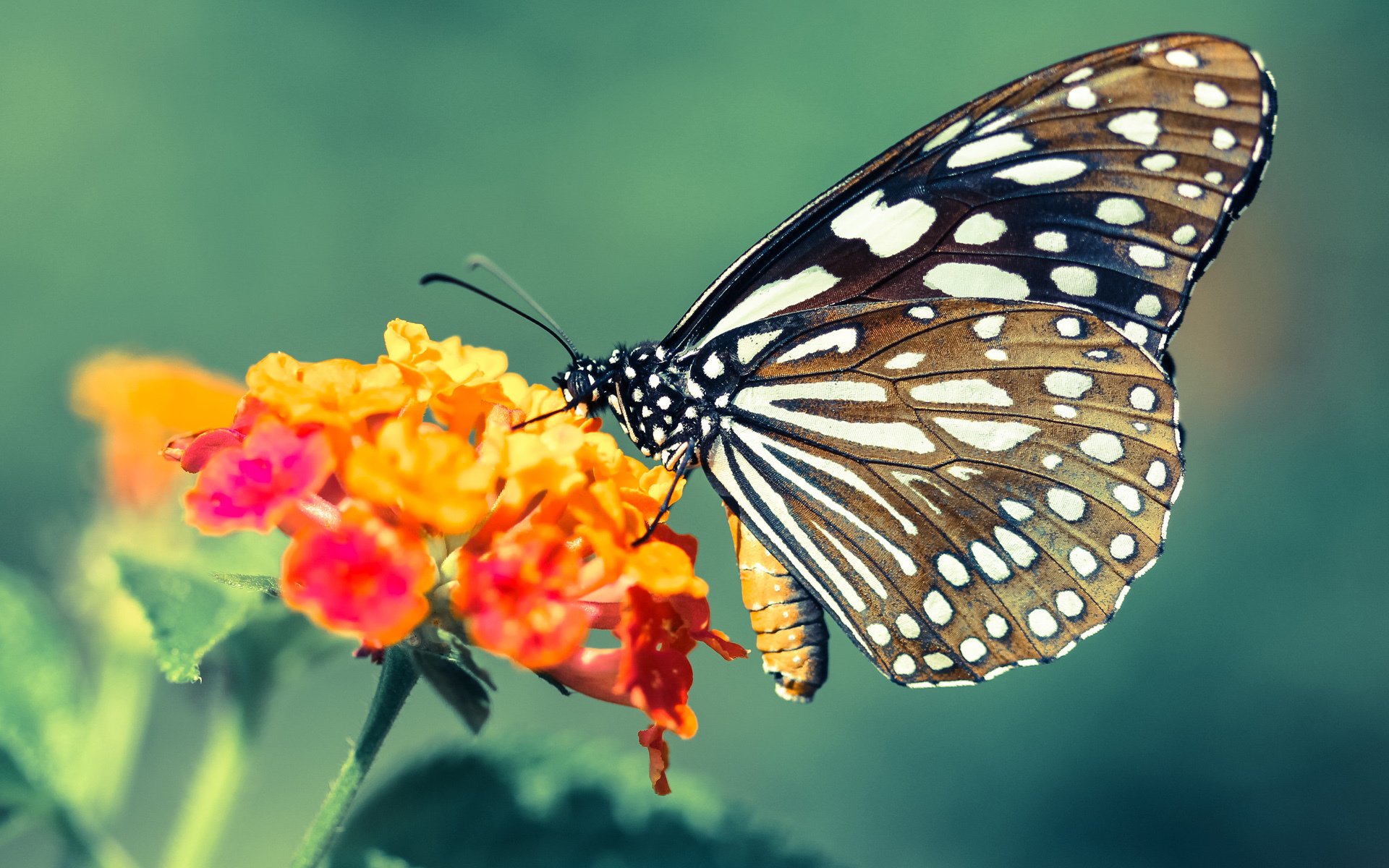 爱游戏体育平台-“德甲豪门先发制人，追逐积分冠军”，德甲榜首