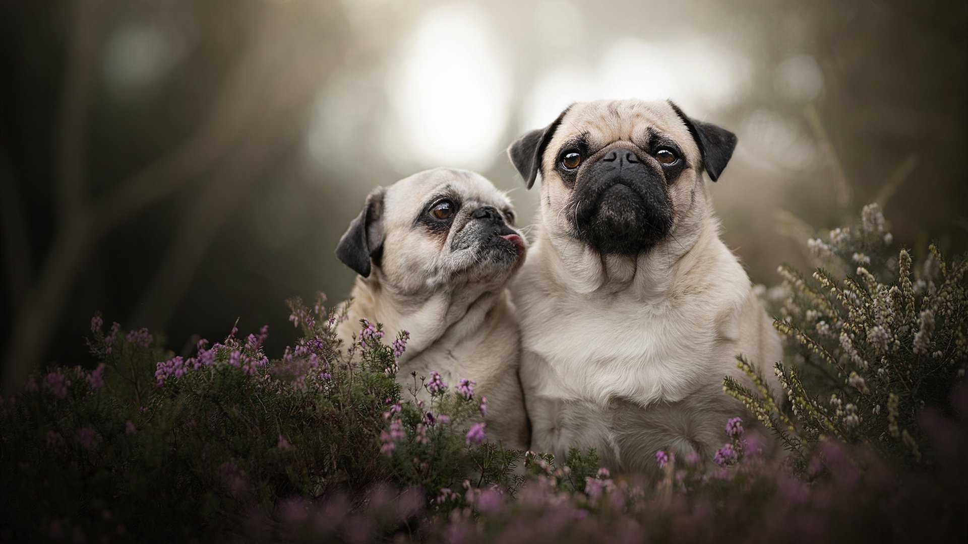 爱游戏体育-《《绝地求生》优化载具系统，游戏玩法更加丰富》，绝地求生优化软件哪个好