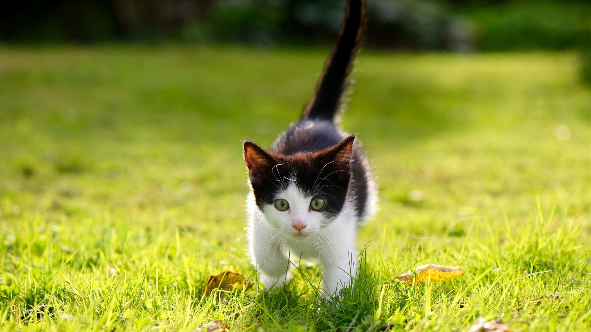 塞内加尔马术协会与学校合作，开展马术教育课程，推广马术文化。